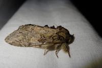 Peridea anceps