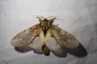Peridea anceps