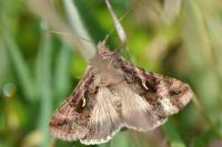 Autographa gamma