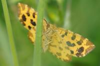 Pseudopanthera macularia