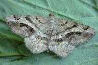 Chiasmia aestimaria