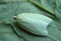 Tortrix viridana