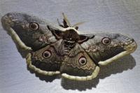 Saturnia pyri