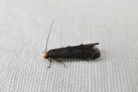 Spuleria flavicaput