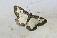 Lomaspilis marginata