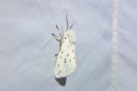 Spilosoma lubricipeda