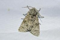 Acronicta megacephala