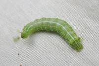 Cosmia affinis