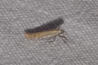Aspilapteryx tringipennella