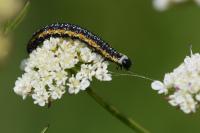 Depressaria daucella