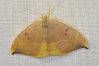Watsonalla binaria/uncinula