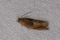 Ancylis mitterbacheriana