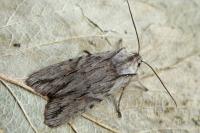 Lithophane leautieri