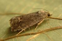 Cydia splendana