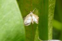 Cataclysta lemnata