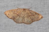 Cyclophora porata