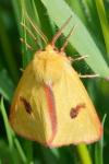 Diacrisia sannio