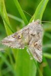 Autographa gamma