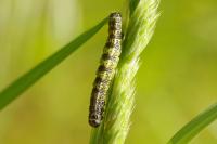 Agriopis leucophaearia