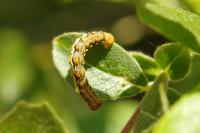 Erannis defoliaria