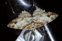 Paradarisa consonaria
