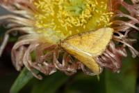 Aspitates ochrearia