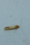 Nematopogon swammerdamella