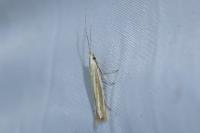 Coleophora albicosta
