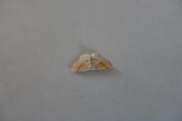 Cyclophora punctaria