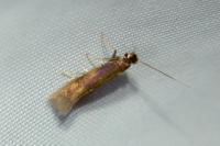 Bucculatrix nigricomella