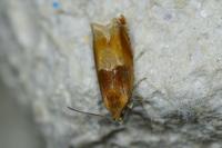 Ancylis mitterbacheriana