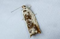 Ancylis laetana