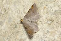 Macaria liturata