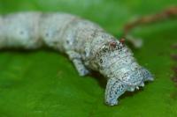 Colotois pennaria