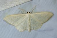 Scopula floslactata