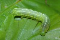 Asteroscopus sphinx