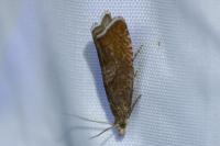 Dichrorampha acuminatana