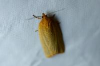 Clepsis unicolorana