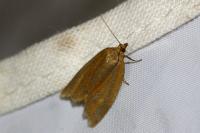 Clepsis unicolorana