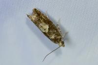 Epinotia immundana