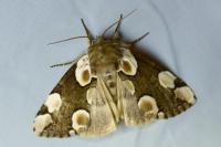 Thyatira batis