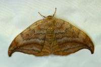 Drepana curvatula