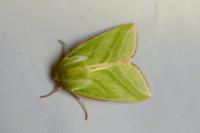 Pseudoips prasinanus