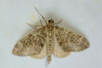 Thera britannica