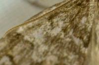 Thera britannica