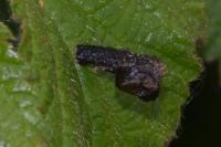 Coleophora anatipennella
