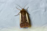 Ochropleura plecta