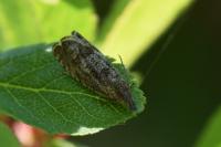 Dichrorampha plumbagana