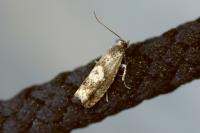 Pammene argyrana