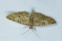 Eupithecia